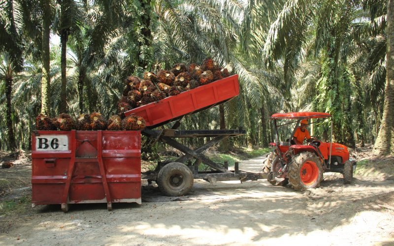 Amid Covid-19, Palm Oil Is Still Needed