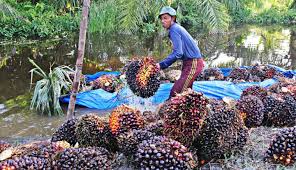 Kampanye Hitam Sawit Ganggu Investasi dalam Negeri