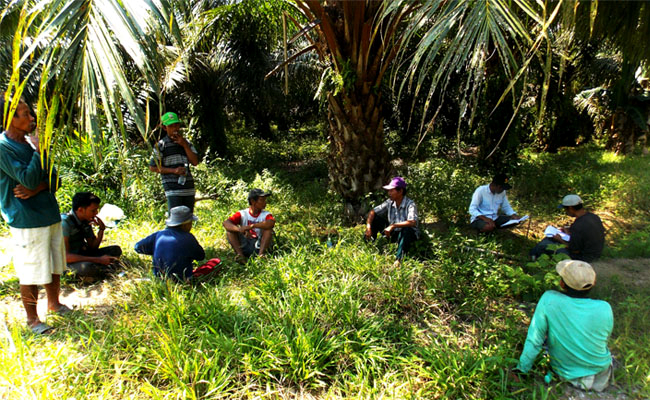 Isu Penerapan PSBB Bisa Tekan Harga TBS Sawit Petani Swadaya