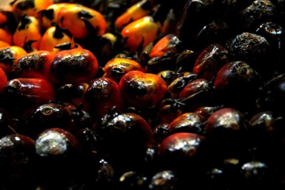 Aktivitas Ekonomi Pulih, CPO di Level Terkuat Tiga Bulan