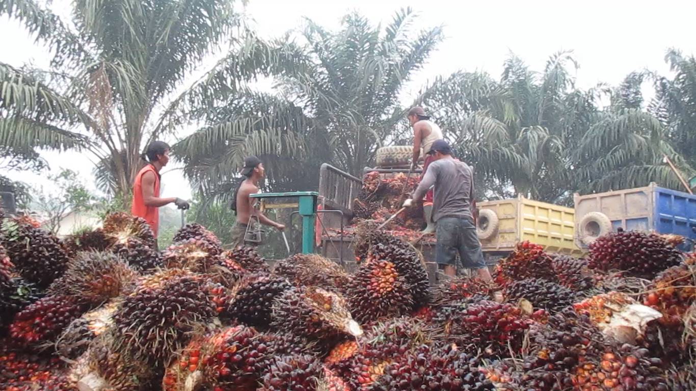 Harga Sawit di Kalbar Akhirnya Turun Juga