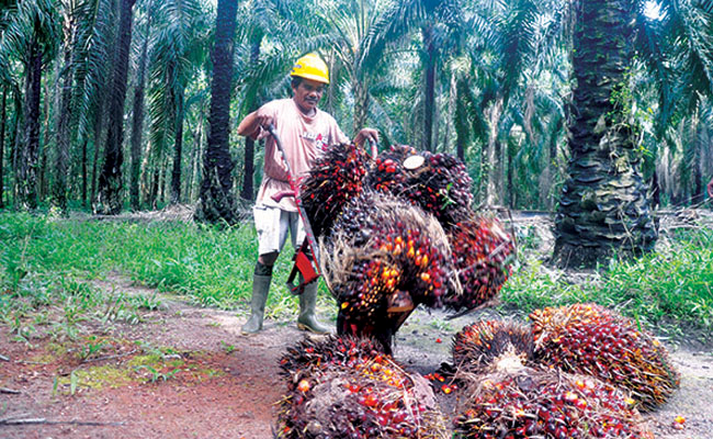 Harga TBS Sawit Riau Periode 24-30 Juni 2020 Naik Rp 28,23/Kg