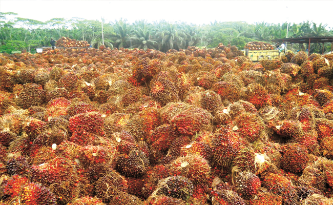 Harga TBS Sawit Sumut Periode 24-30 Juni 2020 Naik Rp 15,83/Kg