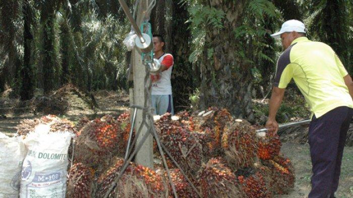 LAWAN Kebijakan Diskriminatif Uni Eropa Atas Sawit, Indonesia Ajukan Panel ke WTO soal Sengketa CPO