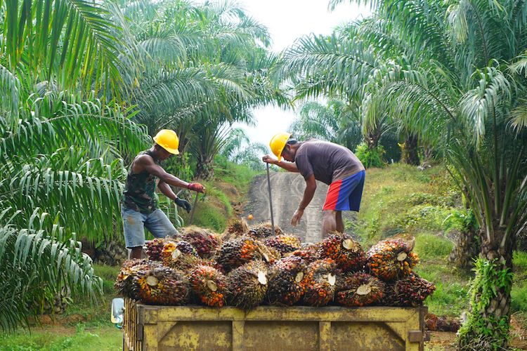 Biodiesel, Upaya RI Lepas dari Belenggu Kampanye Negatif Soal Sawit