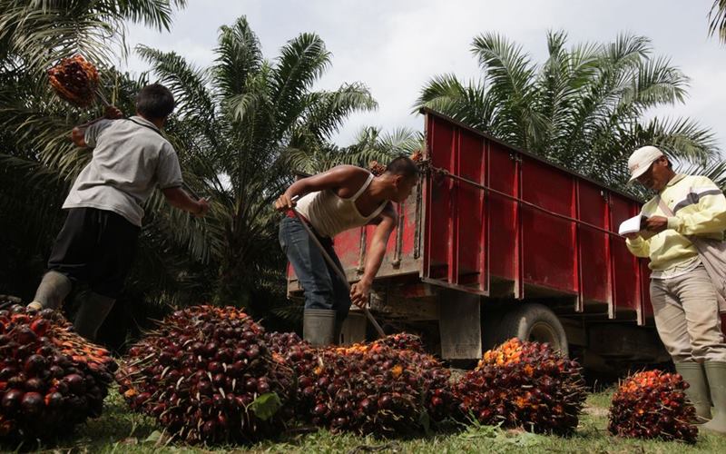 Nilai Ekspor Minyak Nabati Tumbuh, Volume Dibayangi Oversupply