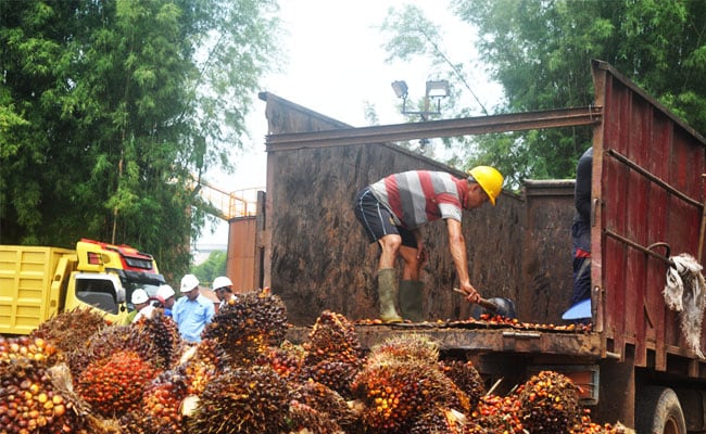 Harga TBS Sawit Jambi Periode 10-16 Juli 2020 Naik Rp 8,54 /Kg