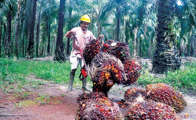 Harga TBS Sawit Jambi Periode 3-9 Juli 2020 Naik Rp 37,54/Kg