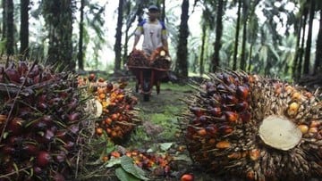 Benarkah Biodiesel jadi Penyelamat Industri Sawit RI?