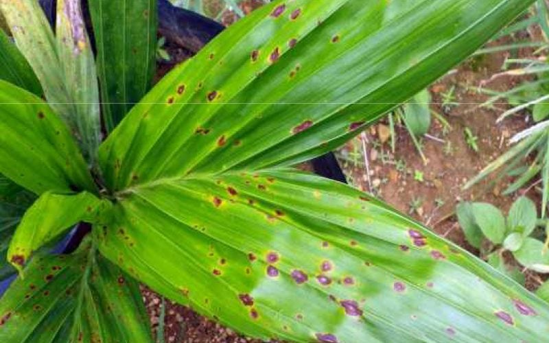 Mengenal dan Mengendalikan Penyakit Bercak Daun pada Bibit Sawit