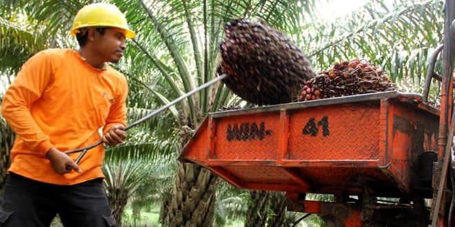 Pabrik Sawit Petani Solusi Rantai Pasok Efisien dan Peningkatan Kesejahteraan