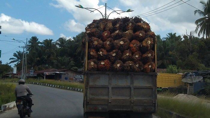 Khabar Gembira Bagi Petani Sawit, Harga TBS Sudah Melonjak, Capai Rp 1.500 Per Kg