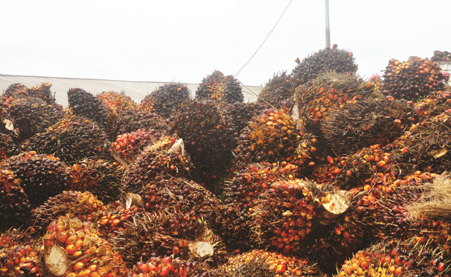 Harga TBS Sawit Jambi Periode 7-13 Agustus 2020 Naik Rp 6,20/Kg