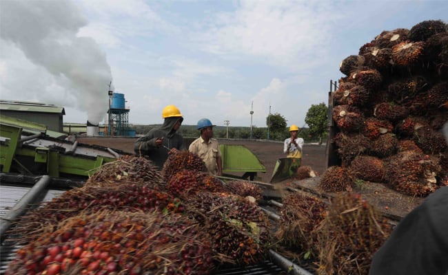 Harga TBS Sawit Kalbar Periode II-Juli 2020 Naik Rp 18,78/Kg