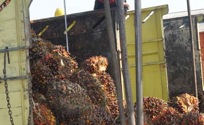 Harga TBS Sawit Riau Periode 26 Agust – 1 Sept 2020 Naik Jadi Rp 2.012,58/Kg