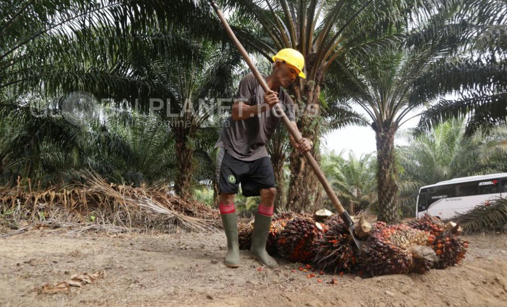 Periode II Agustus 2020, Harga TBS Sawit Sumsel Naik Rp96,31/Kg
