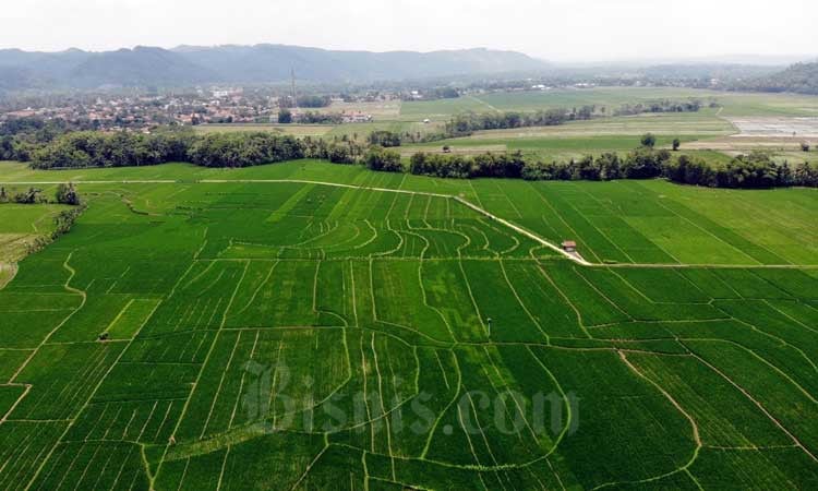 GIMNI Usul 2 Lokasi Baru sebagai Kawasan Food Estate, Daerah Mana?