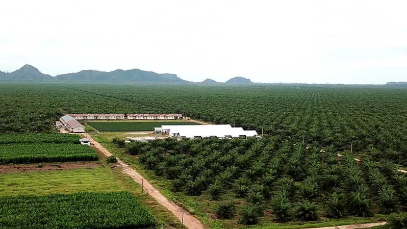 Apkasindo: Tata Niaga TBS Petani Harus Diperbaiki