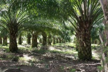 Ketat, Penerapan Protokol Kesehatan di Kebun Sawit