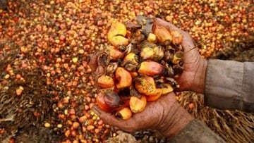 Harga CPO Naik, Kinerja Kian Subur