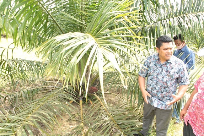 Biar PSR Makin Kencang, Klaim Kawasan Hutan Musti Diberesi