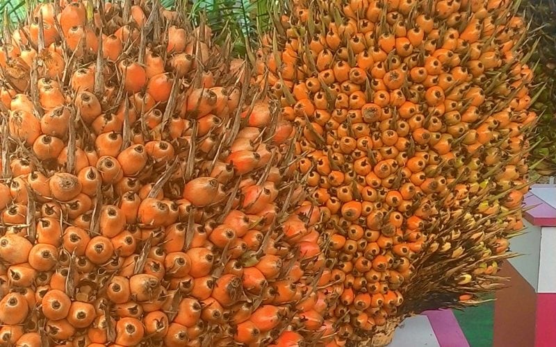 Ditopang Harga, Sawit Berkontribusi 13,6% Terhadap Nilai Ekspor Nasional
