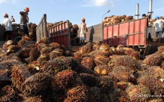 DPR: Sawit Punya Nilai Strategis untuk Perekonomian Nasional
