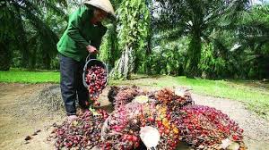 Pupuk Kaltim Kembangkan Teknologi Pertanian Sawit