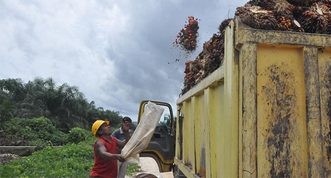 Harga TBS Sawit Jambi Periode 18-24 Sept 2020 Naik Rp 4,91/Kg