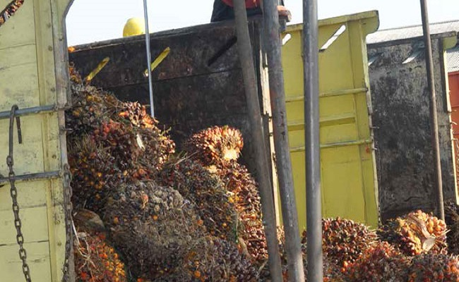 Harga TBS Sawit Jambi Periode 28 Agust-3 Sept 2020 Naik Rp 3,08/Kg