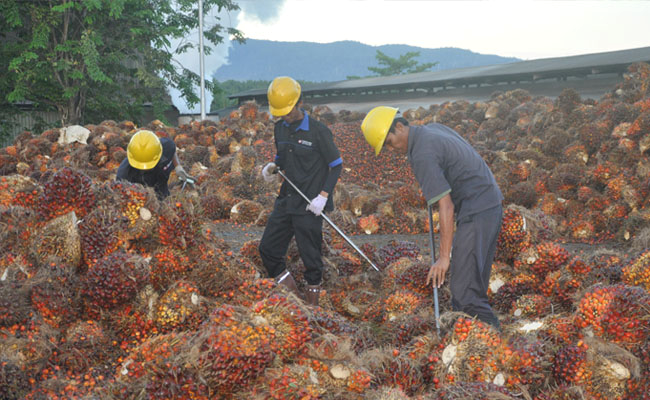 Harga TBS Sawit Sumatera Utara Periode 2-8 Sept 2020 Naik Rp 59,86/Kg