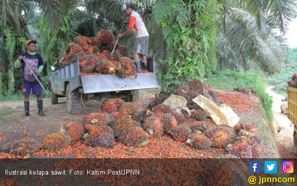 Makin Diserang, Industri Kelapa Sawit Indonesia Justru Kian Show Off
