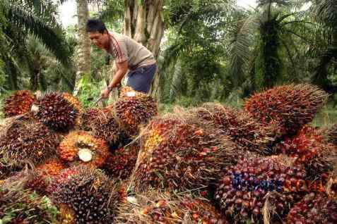 Harga TBS Sawit di Riau Naik 2,4 Persen ke Level Rp2.098,41