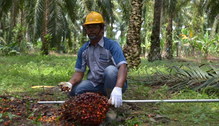 Zero Waste Sawit: Value Added dari Limbah Pemurnian Minyak Goreng