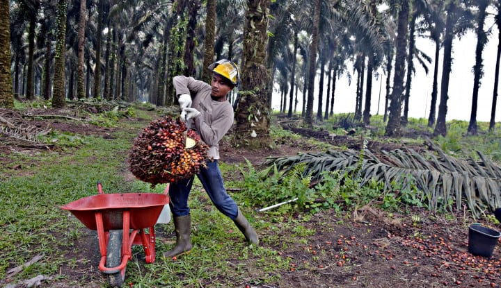 Produktivitas Petani Sawit Dapat Jaminan