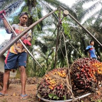 Ketua MBI: Pabrik Sawit Petani Dapat Berkontribusi Menghasilkan Biohidrokarbon