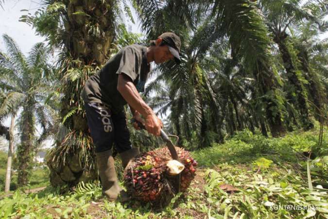 Produksi CPO diproyeksi meningkat di tahun 2021