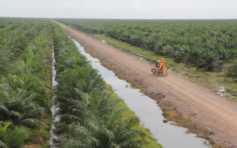 Industri Sawit di Bawah Tekanan Regulasi