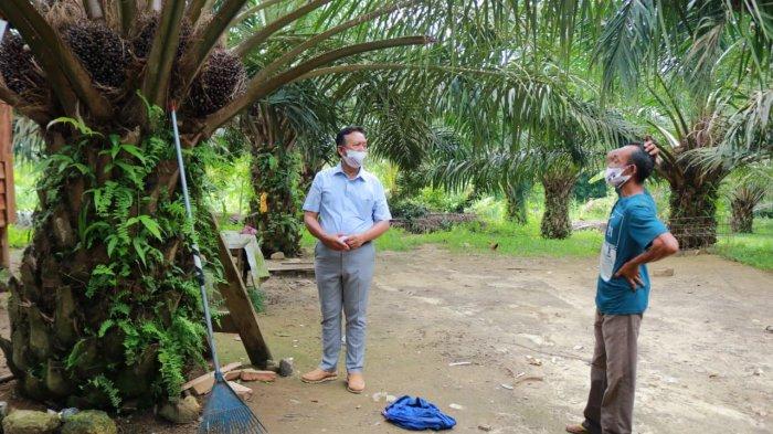 Tinjau Perkebunan Rakyat, H Korari Suwondo Canangkan Bantuan Bibit Sawit