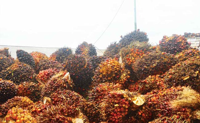 Harga CPO Bisa Lampaui US$ 800/Ton