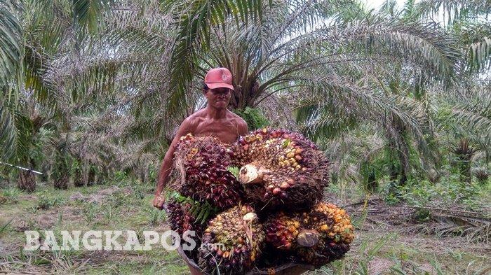 Kelapa Sawit Industri Tak Terdampak Covid-19, Begini Masa Depannya