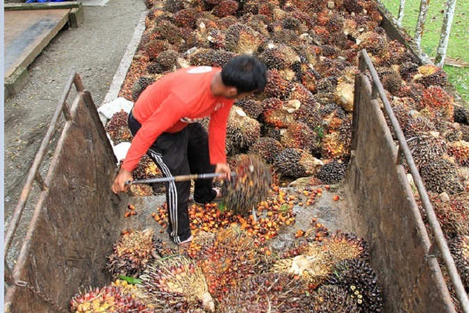 Indonesia Jadi Produsen Kelapa Sawit Terbesar Di Dunia, Isu Negatif Terus Menghantui
