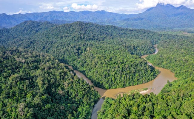 Komitmen NDPE, Wilmar Dorong Pemasok Lindungi Ekosistem Leuser