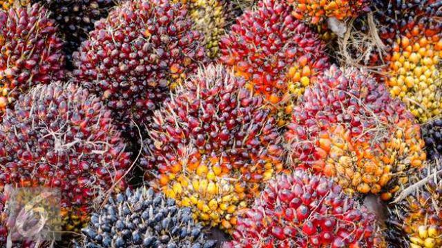Penyesuaian Tarif Baru Dukung Keberlanjutan Industri Sawit Nasional