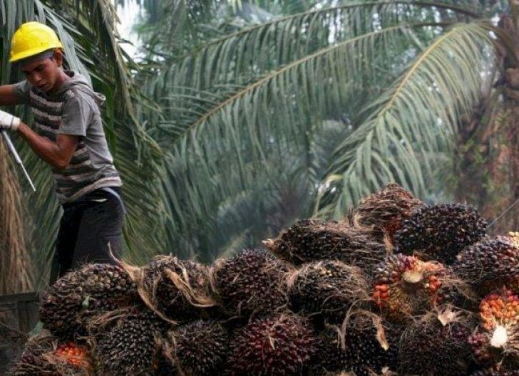 Kuota Ekspor CPO Indonesia Masih Diungguli Malaysia