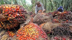 Top, Industri Sawit Mampu Tahan Pelambatan Ekonomi