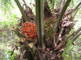 Pasar Dalam dan Luar Negeri Kelapa Sawit Semakin Menguat