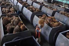 KILAU CPO BERLANJUT DI TAHUN KERBAU LOGAM