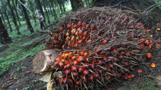 Kenaikan Harga Sawit Berlanjut hingga Tahun Depan