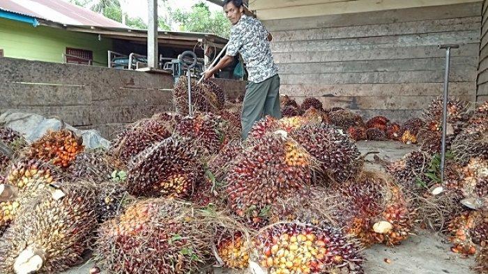 Harga Sawit di Aceh Singkil Terus Melejit
